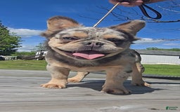 French Bulldog dogs for sale: Sonic - Image 5
