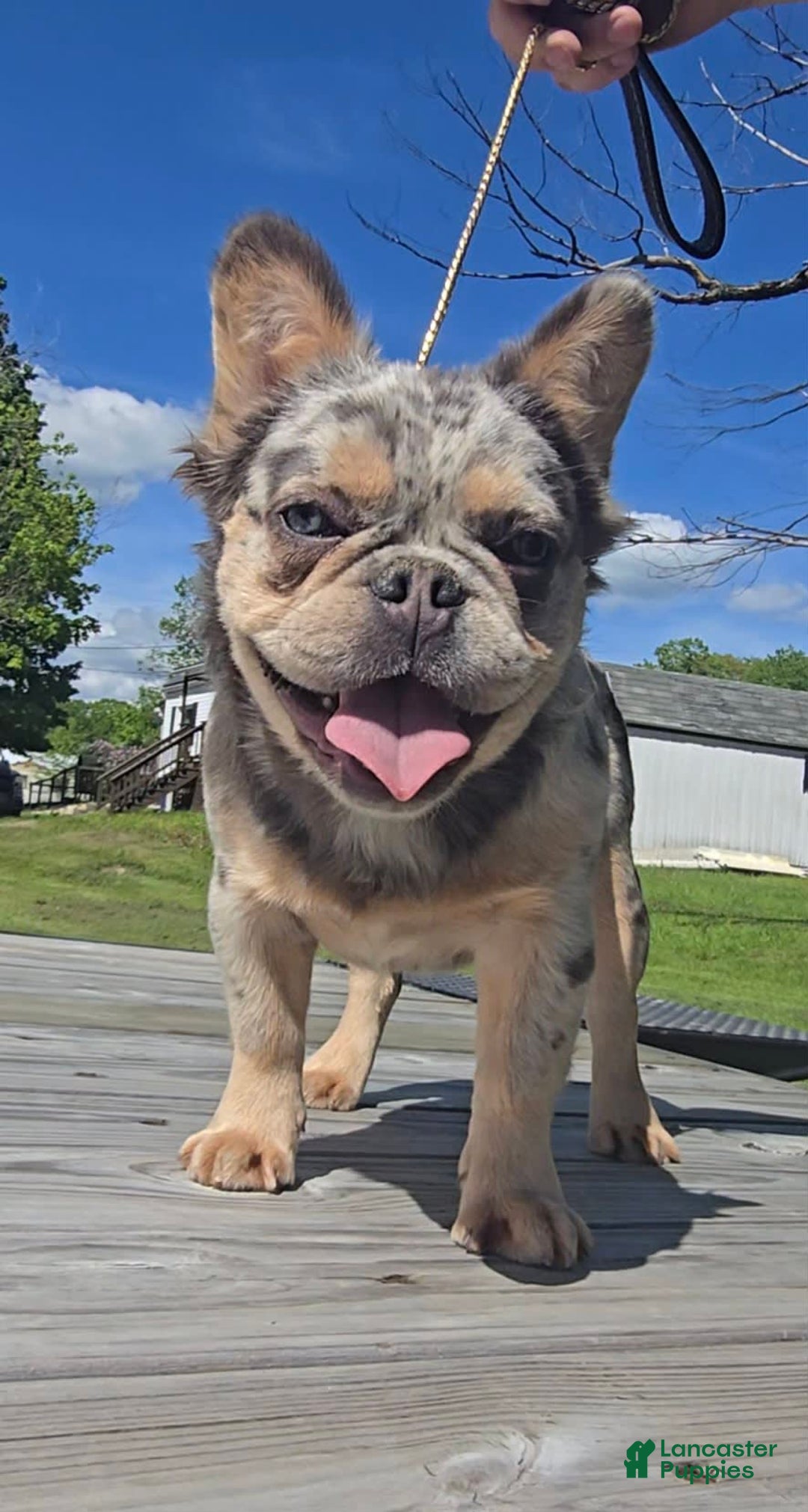 French Bulldog dogs for sale: Sonic - Image 5