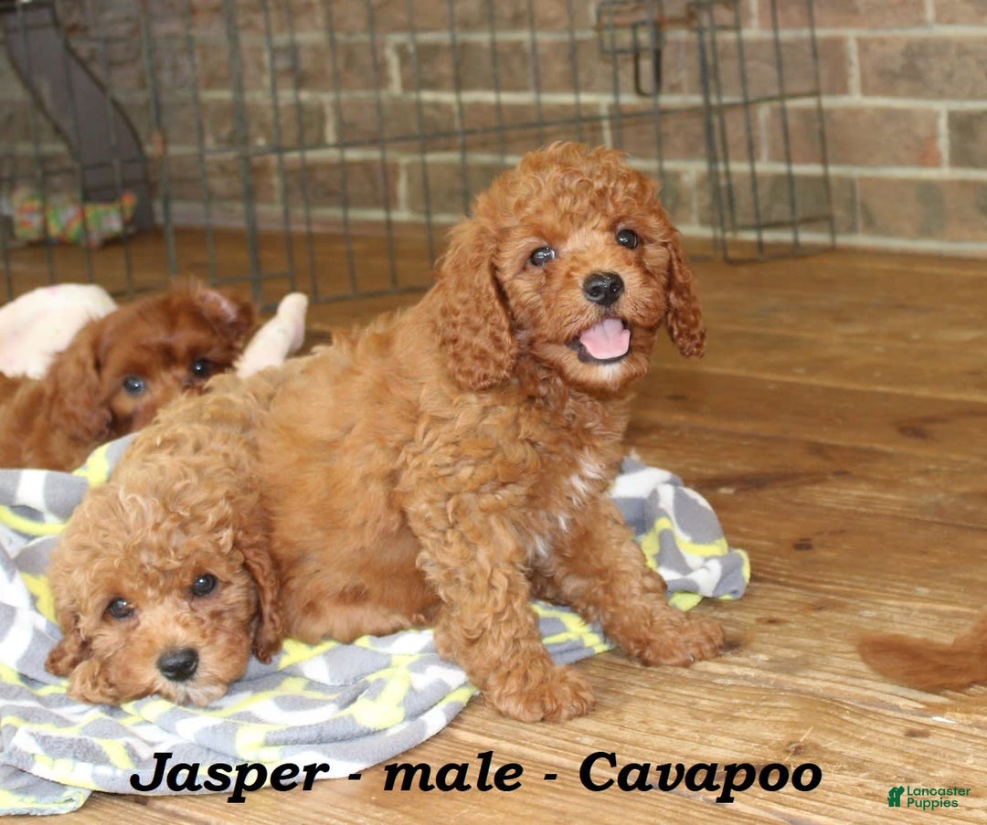 Cavapoo dogs for sale: Jasper - Image 5