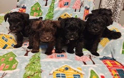 Miniature Schnauzer dogs for sale: Akc Black - Image 3
