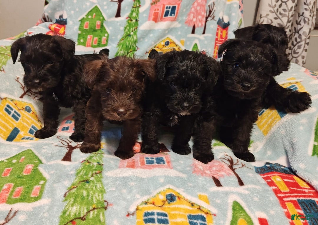 Miniature Schnauzer dogs for sale: Akc Black - Image 3