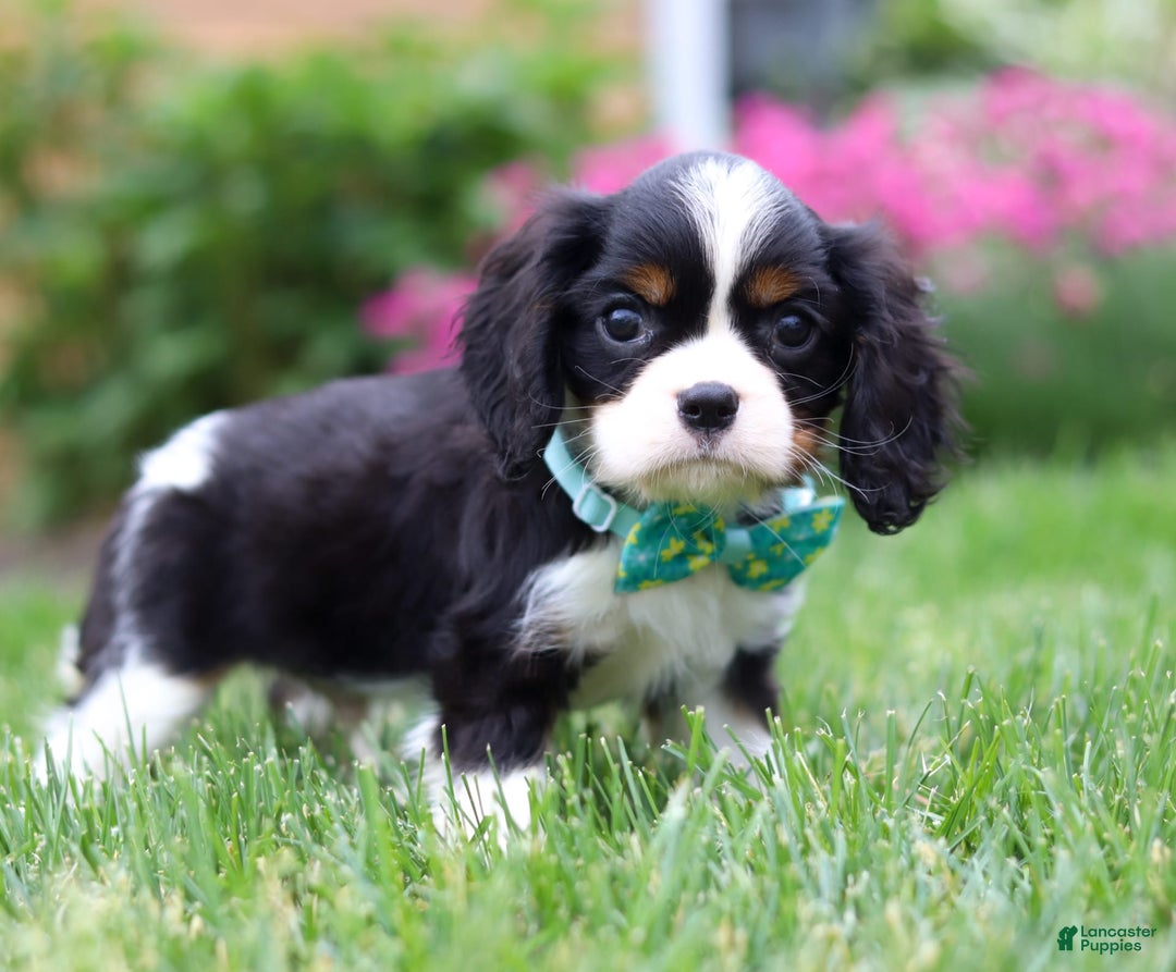 Cavalier King Charles Spaniel dogs for sale: Victor - Image 9