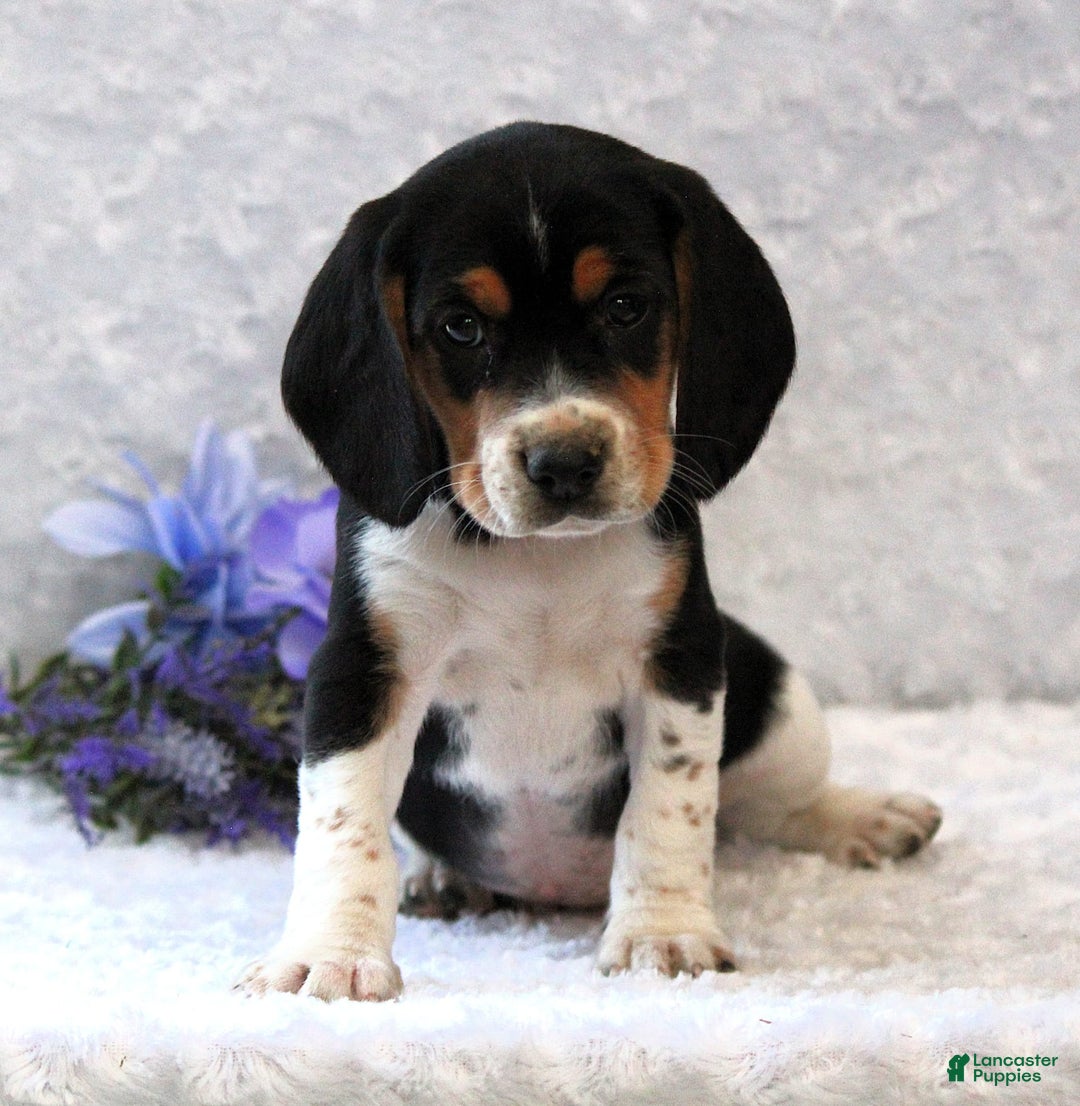 Beagle dogs for sale: Willy - Image 3