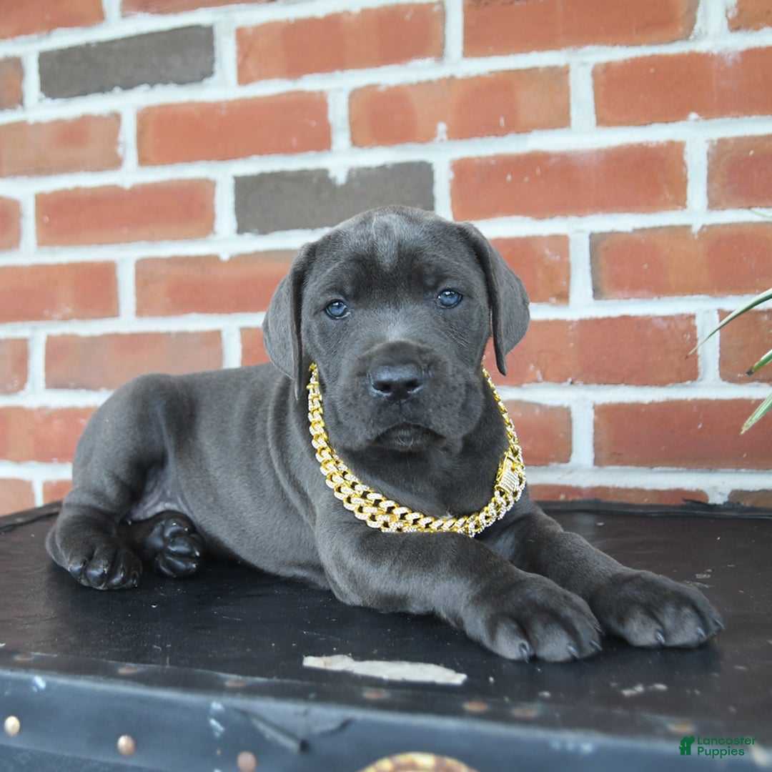 Cane Corso dogs for sale: Daisy - Image 5