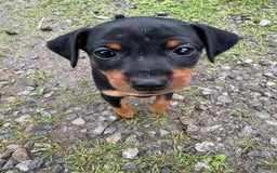 Miniature Pinscher dogs for sale: Violet - Image 1