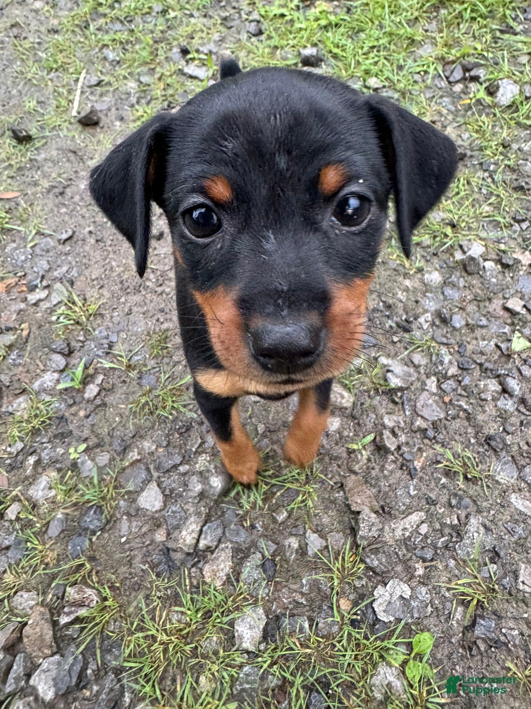 Miniature Pinscher dogs for sale: Violet - Image 1