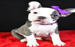 Frenchton dogs for sale: Faye - Image 6