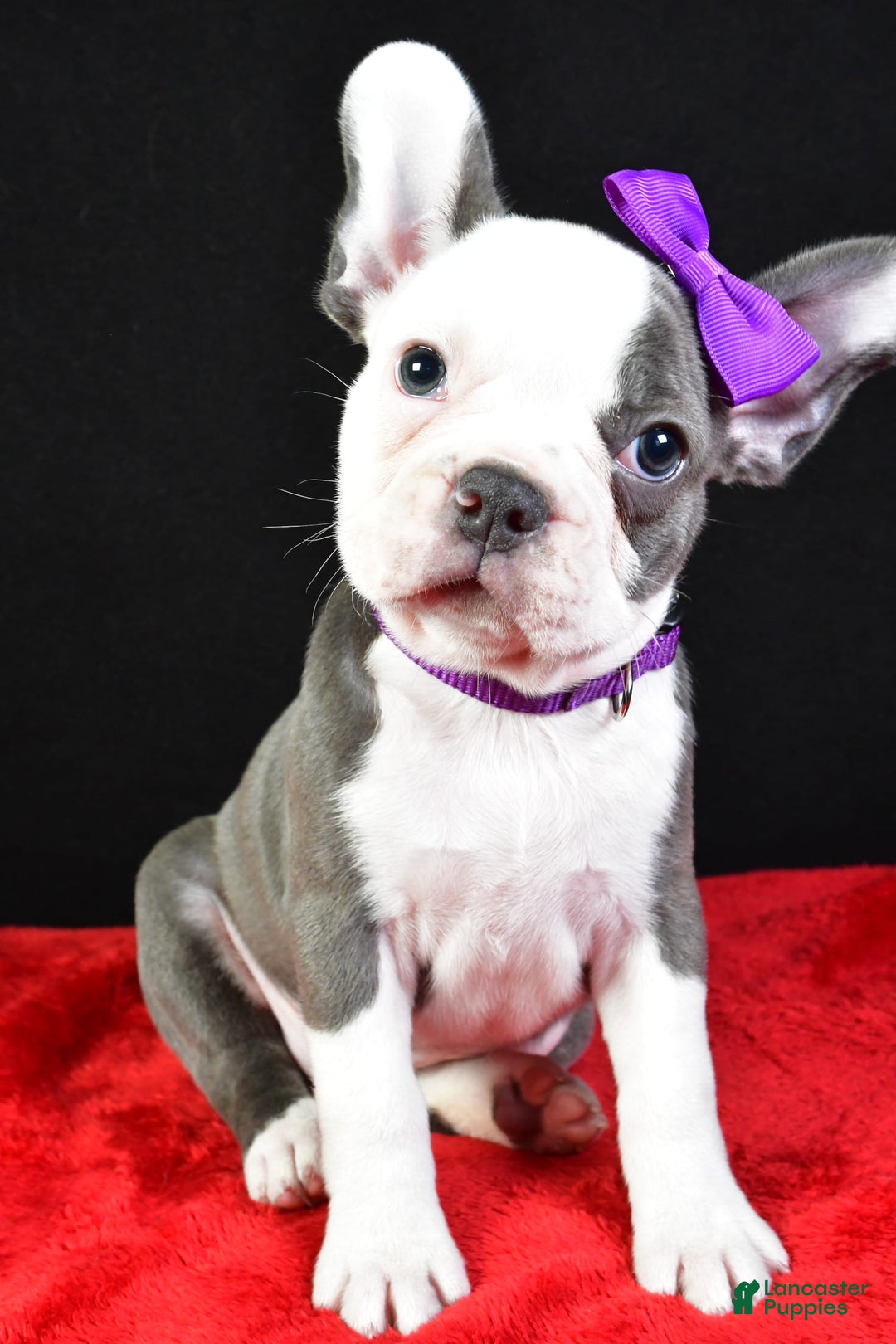 Frenchton dogs for sale: Faye - Image 6
