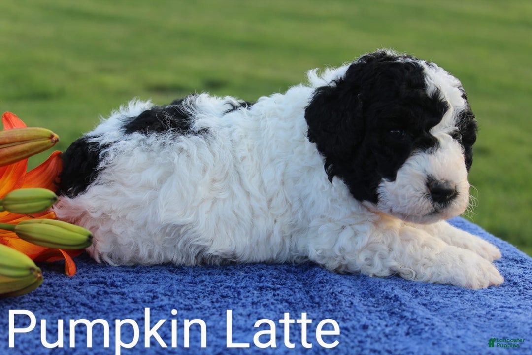 Spanish Water Dog dogs for sale: Pumpkin Latte - Image 1