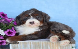 Mini Bernedoodle dogs for sale: Sophie - Image 4