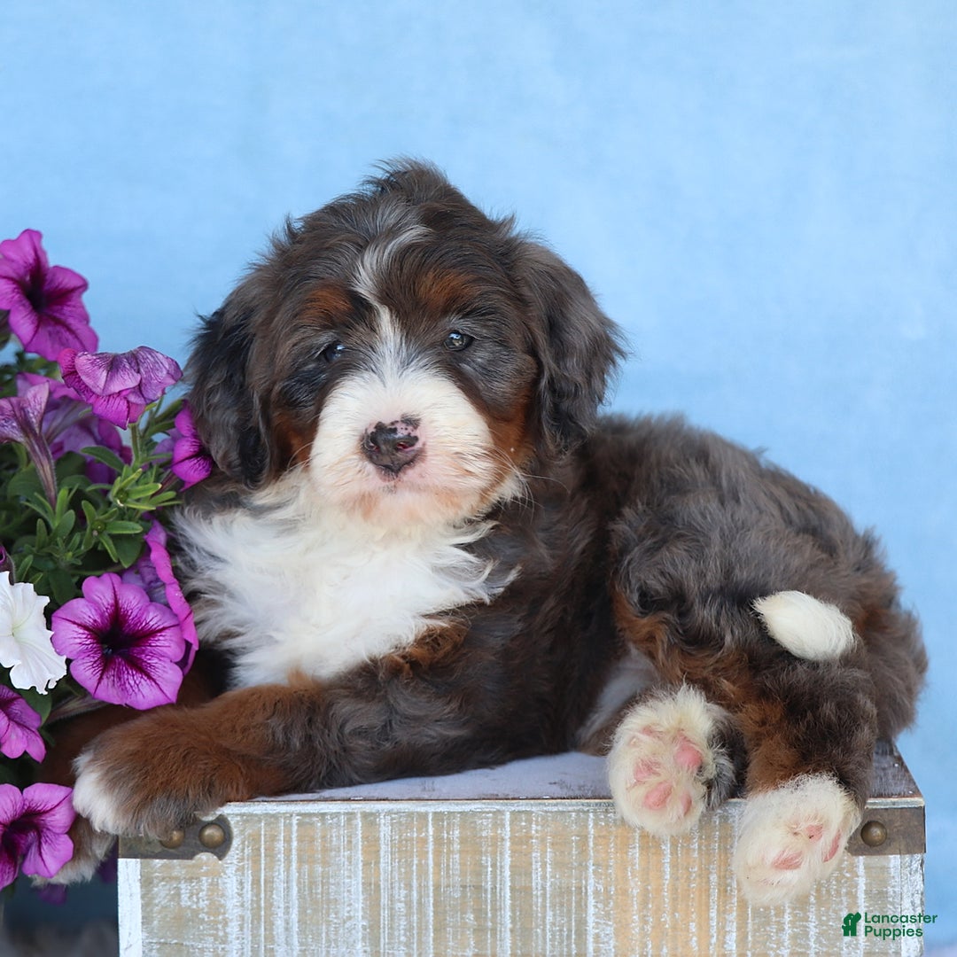 Mini Bernedoodle dogs for sale: Sophie - Image 4