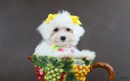 Yorkiepoo dogs for sale: Snow White - Image 7