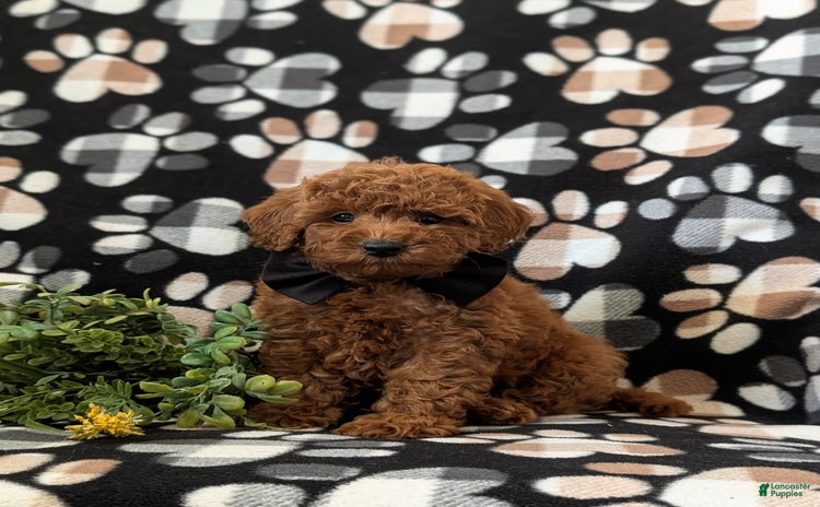 Mini Goldendoodle dogs for sale - Ad 2