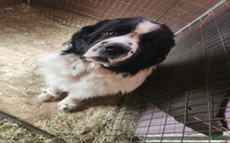 Newfoundland dogs for sale: Bella - Image 8