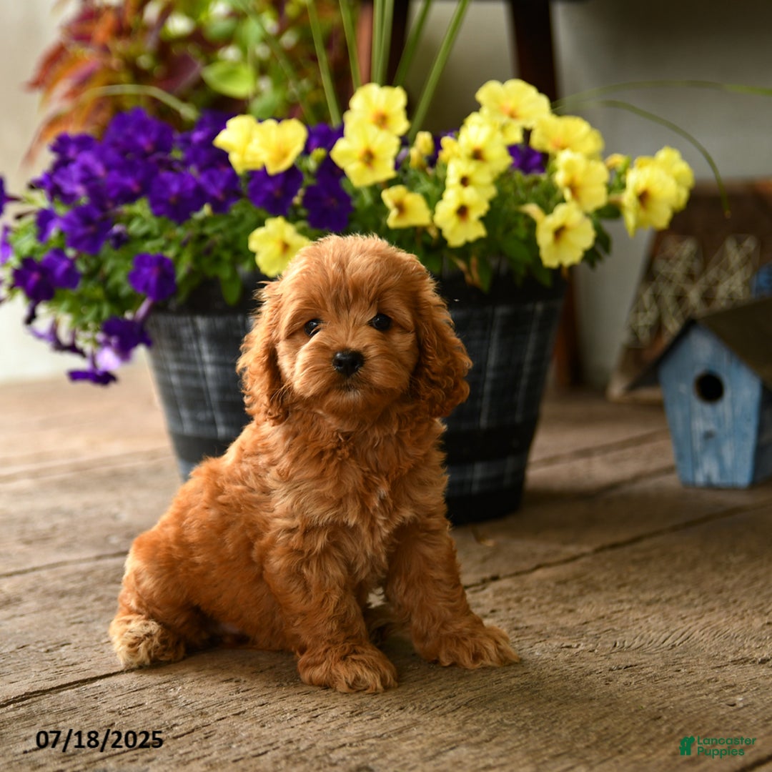 Cockapoo dogs for sale: Moxie - Image 1