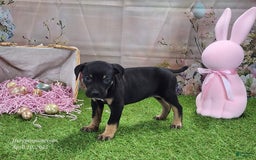 Catahoula Leopard Dog dogs for sale: Juliet 2025 F1 Catahoula Puppy - Image 9