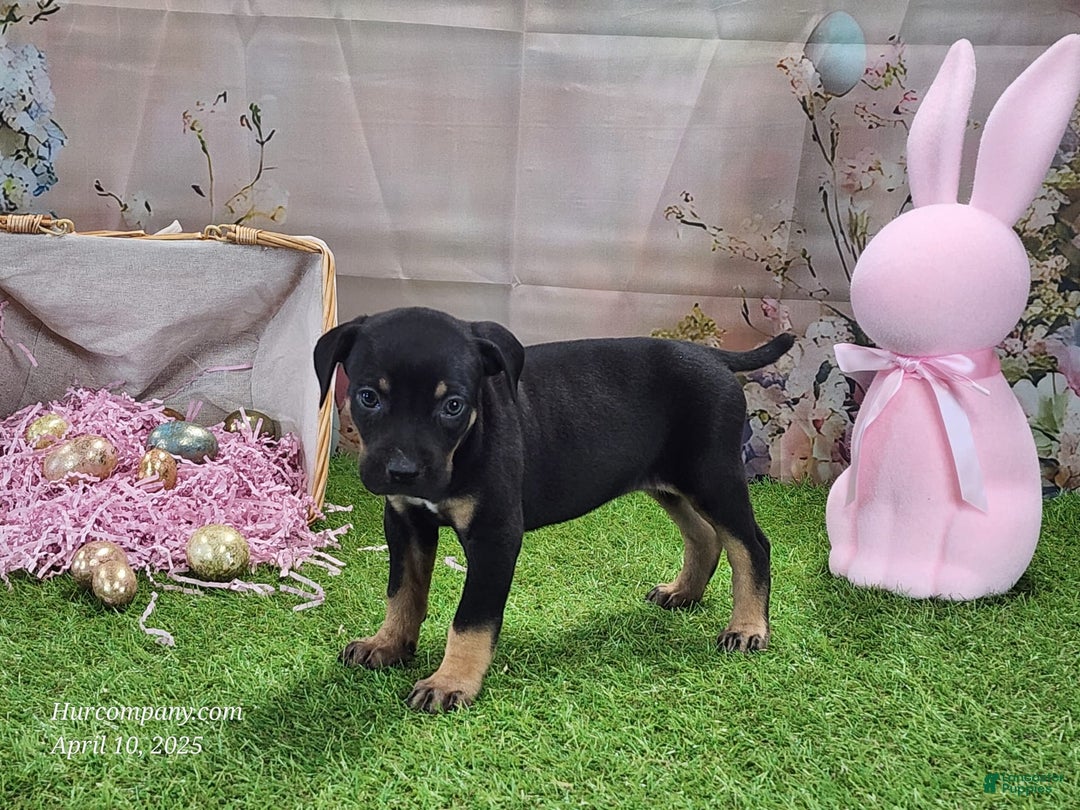 Catahoula Leopard Dog dogs for sale: Juliet 2025 F1 Catahoula Puppy - Image 9
