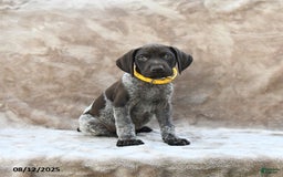 German Shorthaired Pointer dogs for sale: Erie - Image 1
