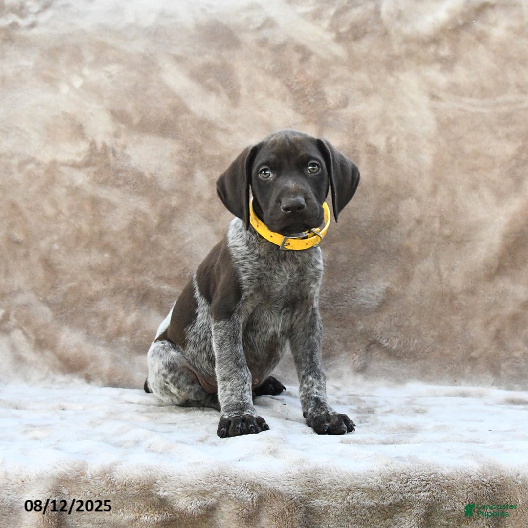 German Shorthaired Pointer dogs for sale: Erie - Image 1