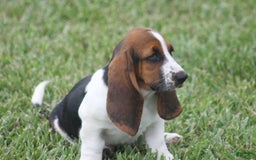 Basset Hound dogs for sale: Deb - Image 12
