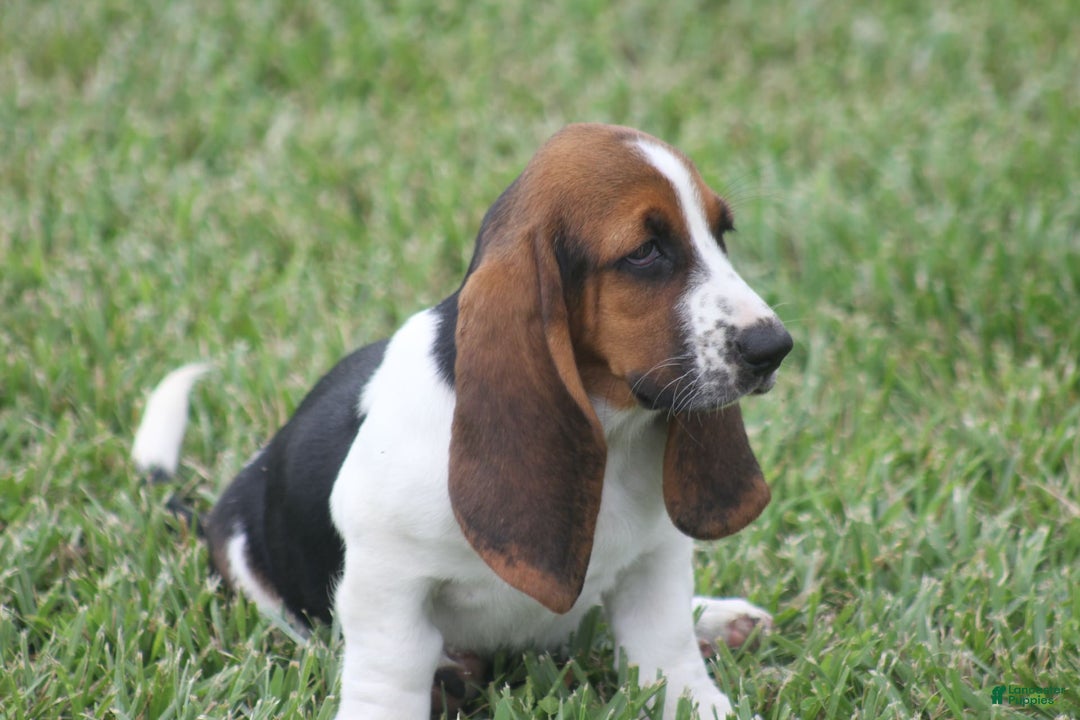 Basset Hound dogs for sale: Deb - Image 12