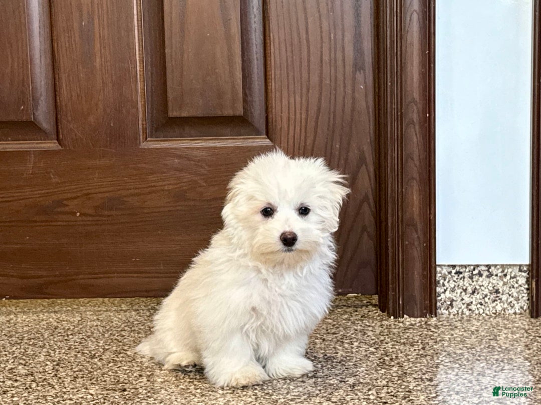 Coton De Tulear dogs for sale: Coton Male 1 - Image 3
