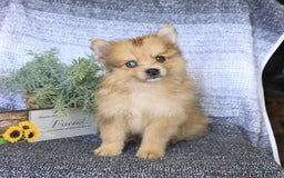 Pomeranian dogs for sale: Diamond - Image 1