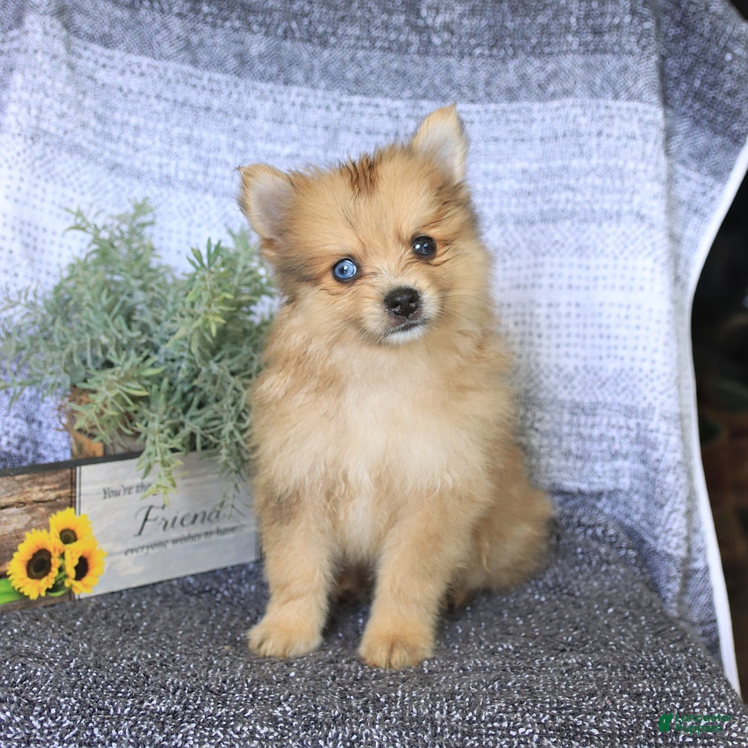 Pomeranian dogs for sale: Diamond - Image 1