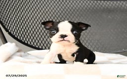 Boston Terrier dogs for sale: Jinx - Image 2