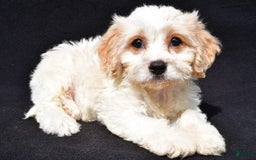 Cavachon dogs for sale: Buddy - Image 2