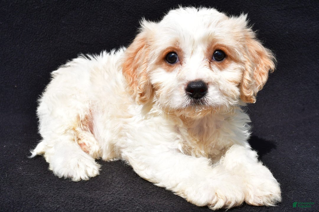 Cavachon dogs for sale: Buddy - Image 2