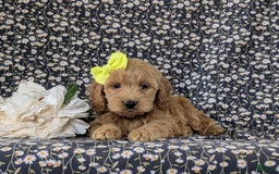 Cockapoo dogs for sale: Elaina - Image 6