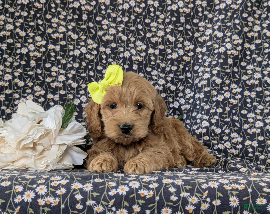 Cockapoo dogs for sale: Elaina - Image 6
