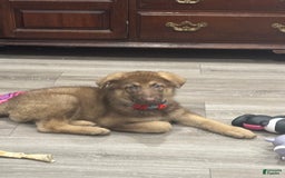 German Shepherd dogs for sale: Bella Liver Sable German Shepherd - Image 8