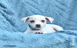 Toy Fox Terrier dogs for sale: Salty - Image 1