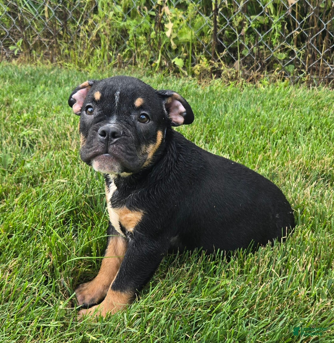 Olde English Bulldogge dogs for sale: George - Image 5