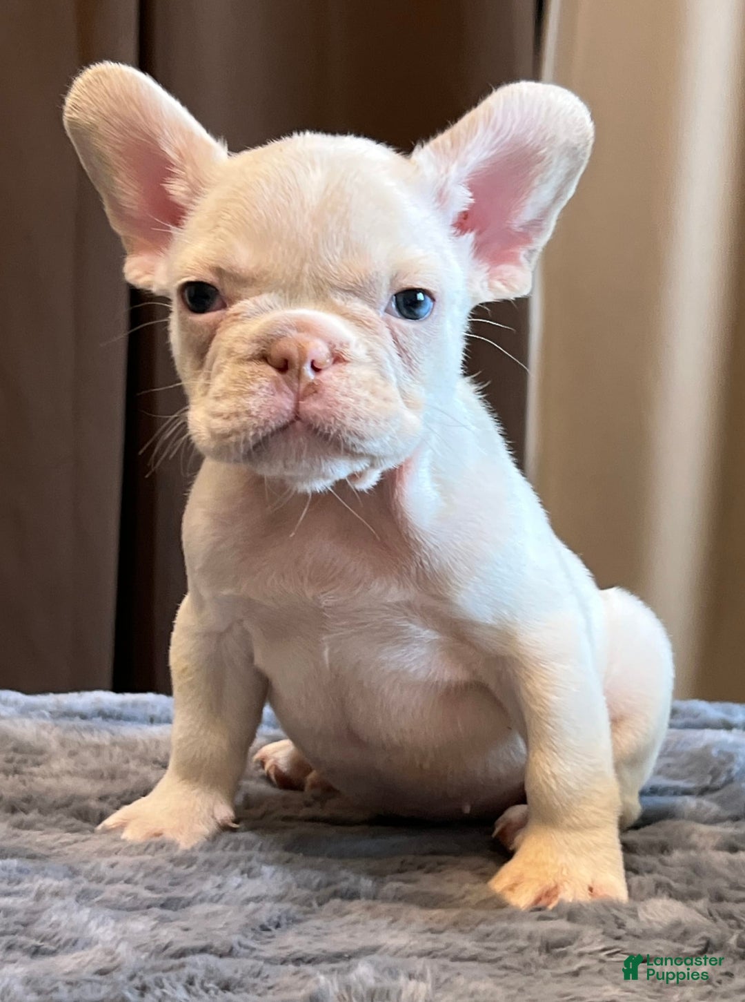 French Bulldog dogs for sale: Jo Jo - Image 7
