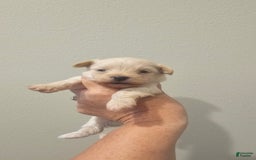 Yorkiepoo dogs for sale: Tiny - Image 8