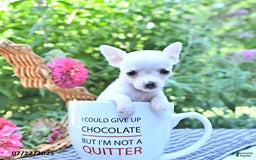 Chihuahua dogs for sale: Ava - Image 3