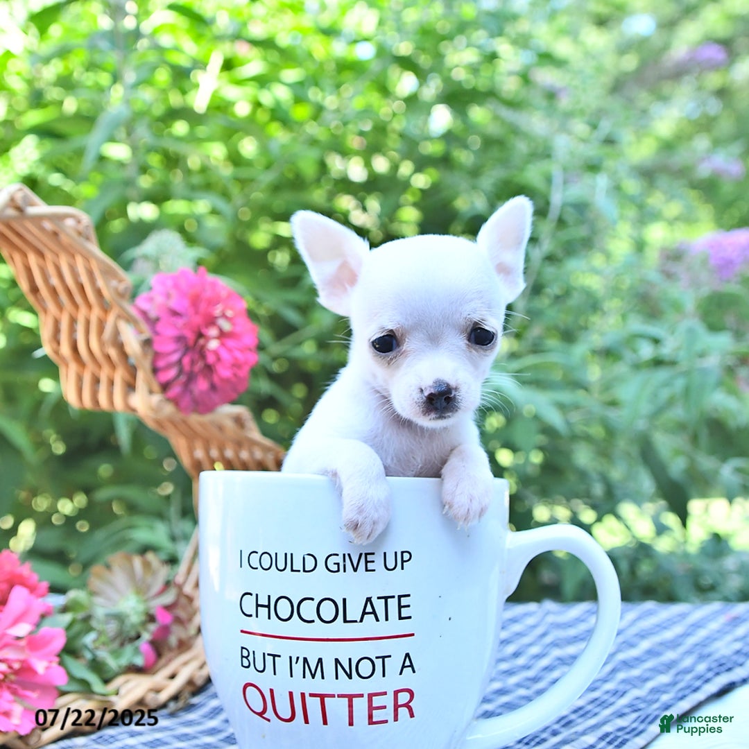 Chihuahua dogs for sale: Ava - Image 3