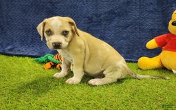 Catahoula Leopard Dog dogs for sale: Tess 2025 Male 3 - Image 13