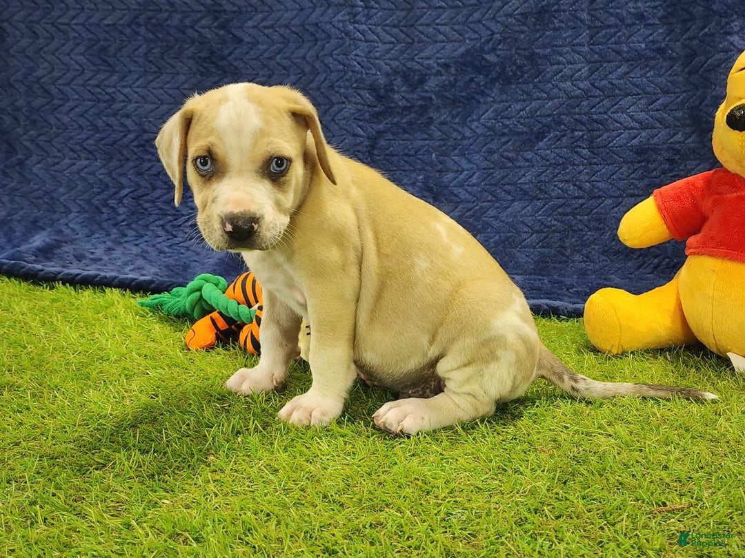 Catahoula Leopard Dog dogs for sale: Tess 2025 Male 3 - Image 13