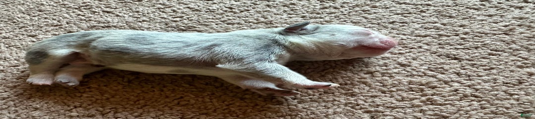 Puppy 1