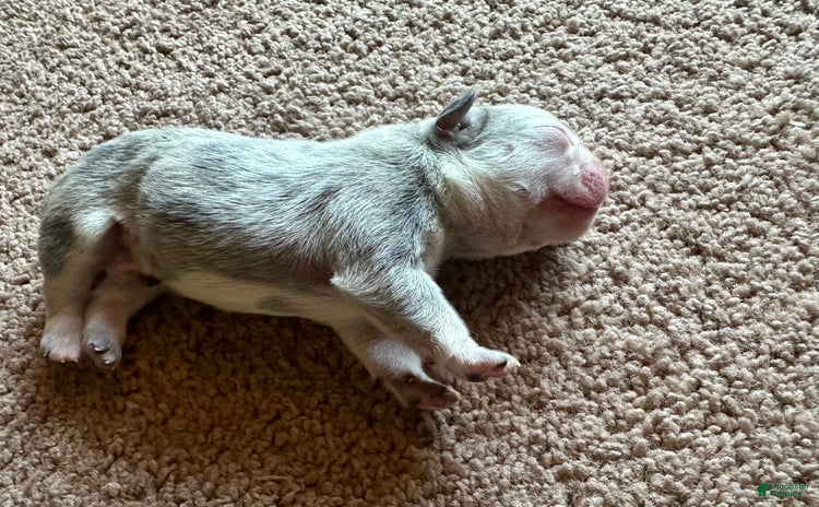 French Bulldog dogs for sale - Ad 3