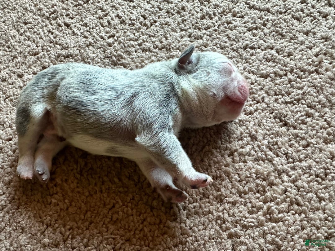 French Bulldog dogs for sale: Puppy 1 - Image 1