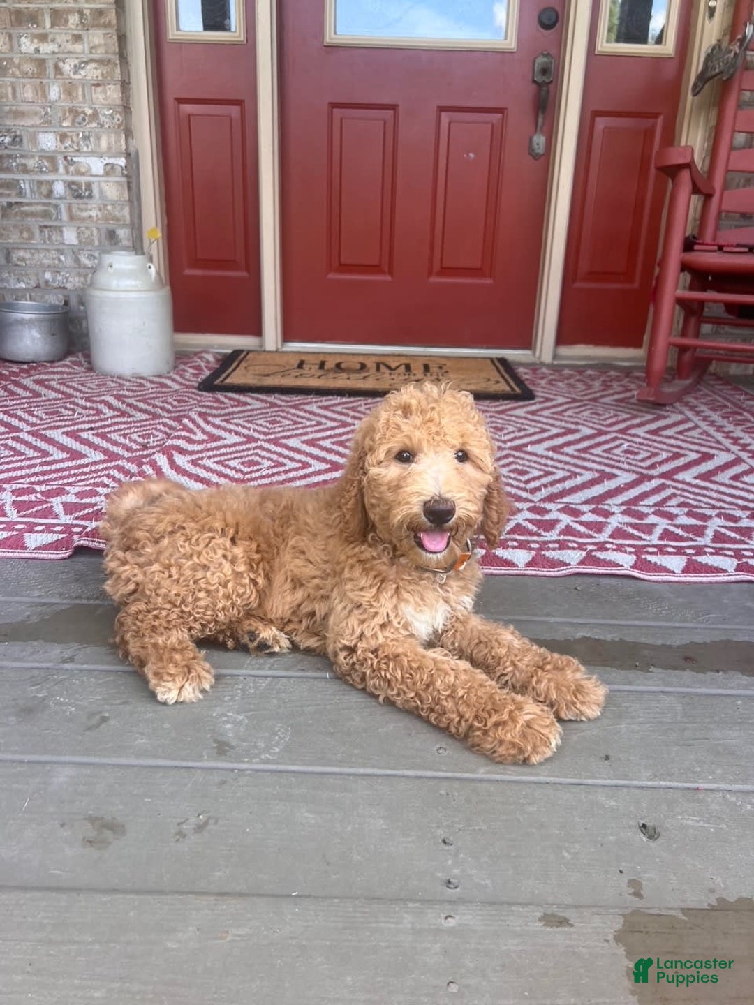 Labradoodle dogs for sale: Lilly - Image 1