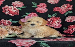 Havapoo dogs for sale: Fergie Hypoallergenic - Image 1