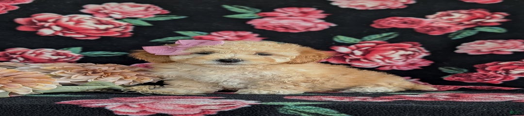 Fergie Hypoallergenic