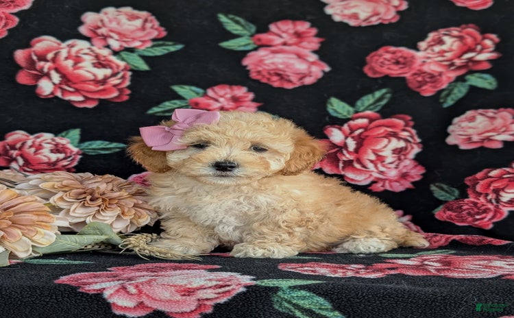 Havapoo dogs for sale - Ad 5