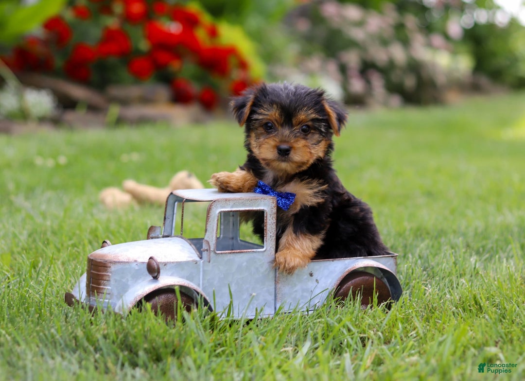 Yorkshire Terrier dogs for sale: Theodore - Image 11